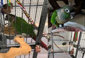KIWI LOVES HER NEW FAMILY & IS SPOILED WITH TOYS