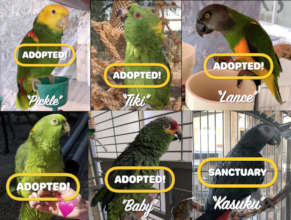 The "Graduating Class" of Adopted Parrots!