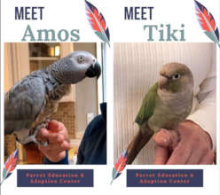 AMOS AND TIKI ARE STILL LOOKING FOR A FAMILY