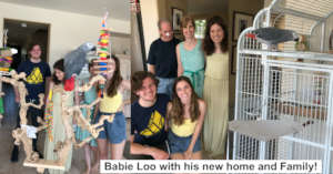 THANKS TO YOU, BABIE LOO FOUND A WONDERFUL FAMILY