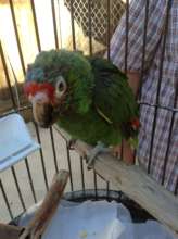 Beanie May 2015 Intake