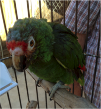 Beanie at time of relinquishment