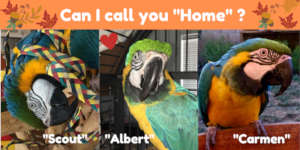 SCOUT, ALBERT & CARMEN ARE WAITING FOR A NEW HOME!