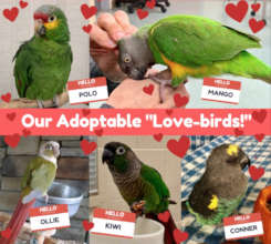 OUR ADOPTABLE PARROTS ARE LOOKING FOR A NEW FAMILY