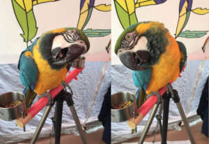 CARMEN SHOWING OFF DURING TRACI'S PAWS FUNDRAISER