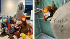 Our own birds can't wait to say THANK YOU!