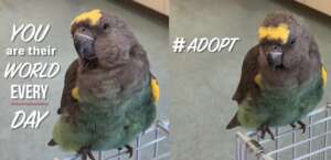 JANUARY IS ADOPT-A-PARROT MONTH!