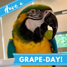 ADOPTABLE CARMEN WISHES YOU A "GREAT DAY!"