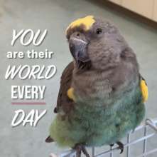 WE ARE OUR PARROTS' WORLD - EVERY DAY- !!