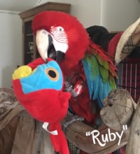 RUBY FOUND A TOY THAT LOOKS JUST LIKE HIM