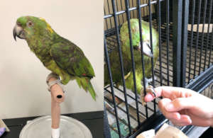 LARRY FEELING AND LOOKING BETTER, SIX WEEKS LATER