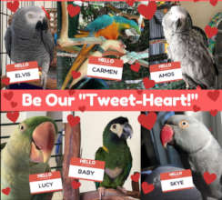ADOPT ONE OF OUR SWEET TWEET-HEARTS!