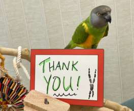 MANGO THANKS YOU FOR ALL HIS DONATED TOYS!