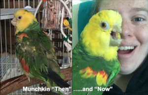 Munchkin "Then" (in mid-2018,) and "Now" Adopted!