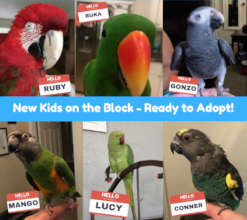 Look at those faces just waiting for your love!