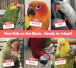 New Kids on the Block and Ready to Adopt!