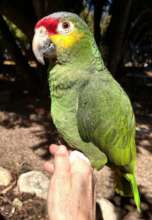 POLO RETURNED TO PEAC, LOOKING FOR A NEW HOME
