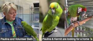 Paulina and Kermit are Looking for a Home