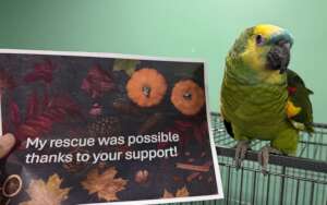 Pickle's story will be coming this Monday