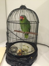 Red-lored Amazon found 5/23/17