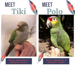 LEARN MORE ABOUT TIKI & POLO at PEAC.PETFINDER.COM