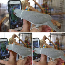 ADOPTABLE SKYE IS "GETTING SOCIAL" ON FACEBOOK!