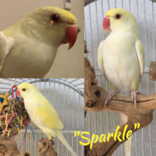 Meet Sparkle, our newest member of the flock.
