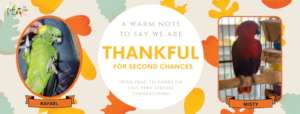 OUR PARROTS ARE THANKFUL FOR YOU