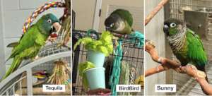 THREE OF OUR PARROTS AVAILABLE FOR ADOPTION