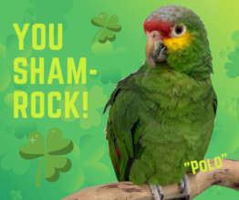 HAPPY ST. PATRICK'S DAY FROM POLO