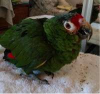 Beanie shortly after being taken in by PEAC