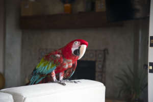 Blaze ready to go to her new home