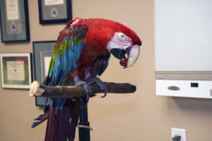 Blaze at her new doctor's office