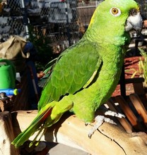 Bonnie-Honduras Yellow Nape Amazon