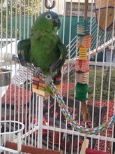 "Georgie" at her new foster home
