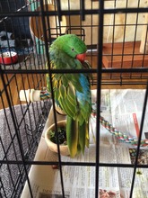 un-named-Great Billed Parrot