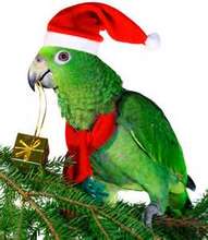 HAPPY HOLIDAYS FROM ALL THE PARROTS AT PEAC