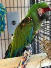 Major in his new home