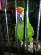 Major August 2015 Intake