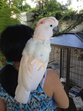 Mia-Moluccan Cockatoo
