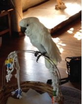 Save Companion Parrots through Rescue & Education