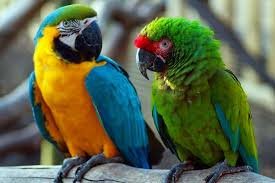 Save Companion Parrots through Rescue & Education