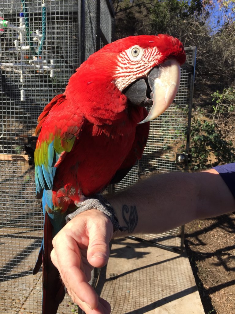 Save Companion Parrots through Rescue & Education