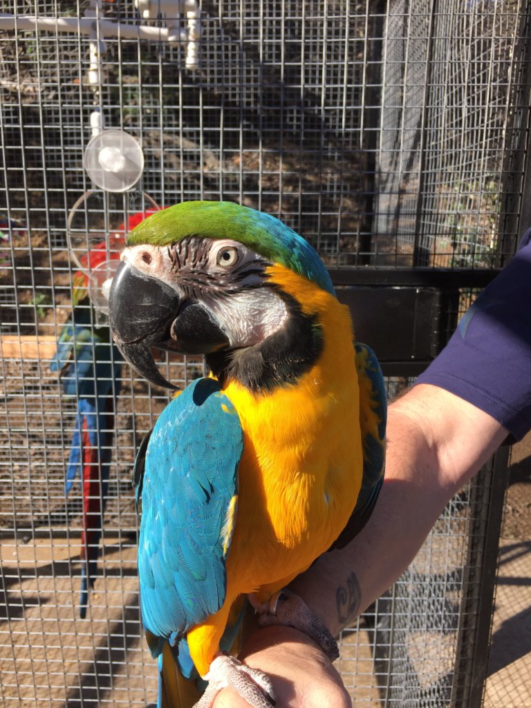 Save Companion Parrots through Rescue & Education