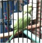 Save Companion Parrots through Rescue & Education