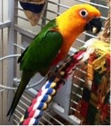 Save Companion Parrots through Rescue & Education