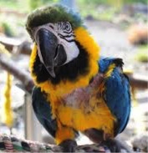 Save Companion Parrots through Rescue & Education