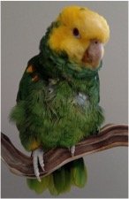 Save Companion Parrots through Rescue & Education