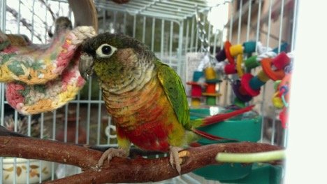 Save Companion Parrots through Rescue & Education