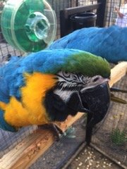 Iggy-adoption pending